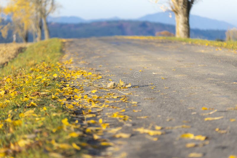 Autumn road inTatras, Slovakia