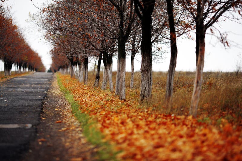 Autumn road