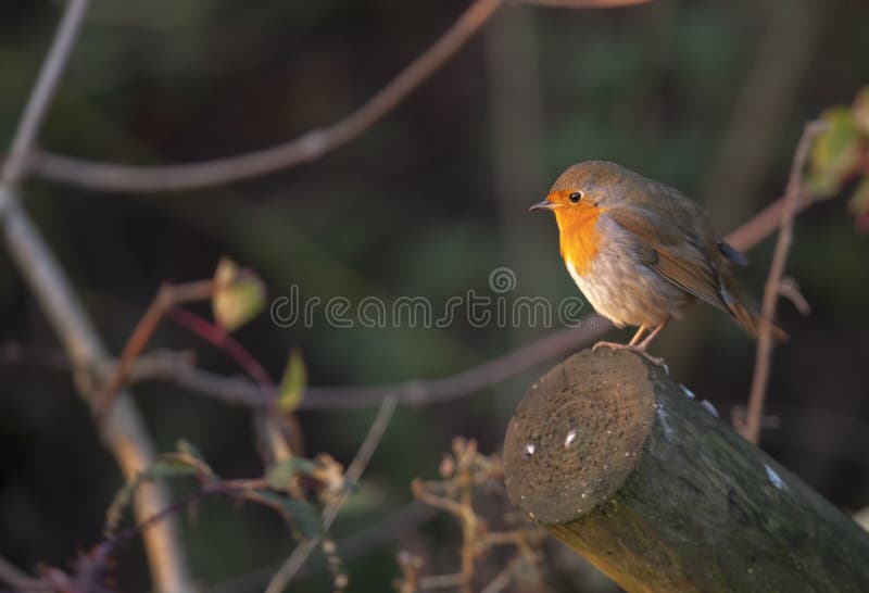 Autumn Robin stockbild Autumn Robin stockbild