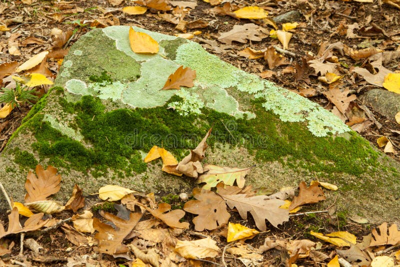 Autumn rock with fall leaves and lichen stock image Autumn rock with fall leaves and lichen stock image