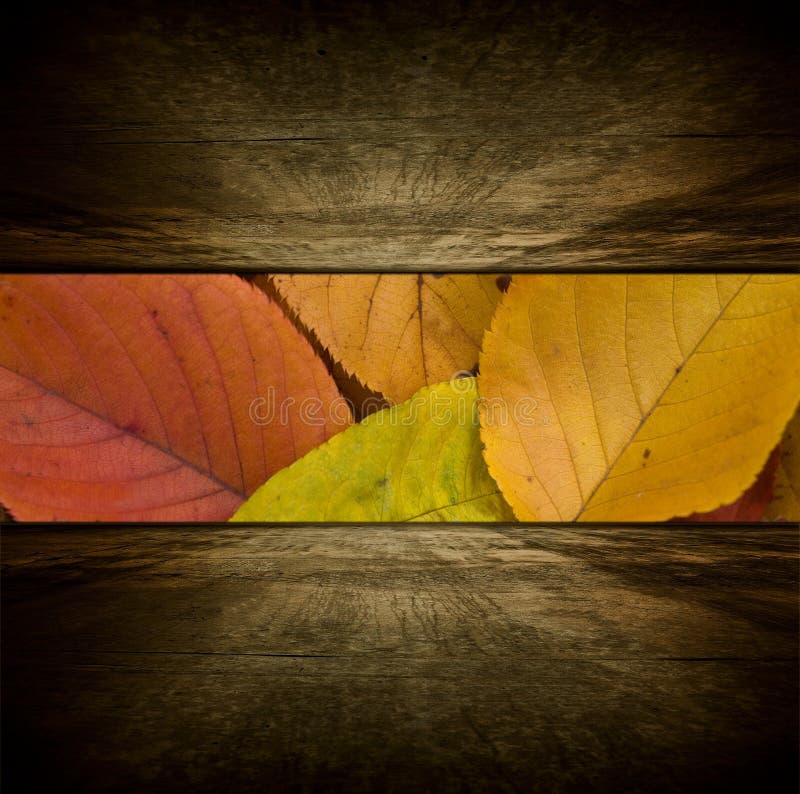 Zblízka krásne farebné jesenné lístie pozorované cez sci-fi štýle most typu izby.