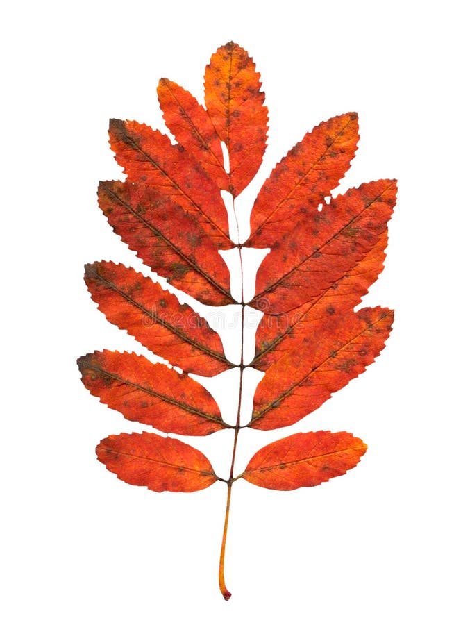 Autumn rowan tree leaves stock image. Image of change - 126320465