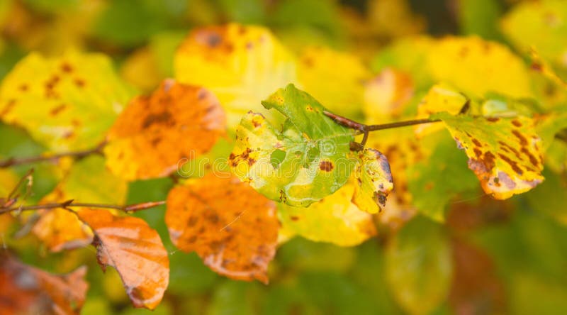 Autumn rusty and wet leaves close-up