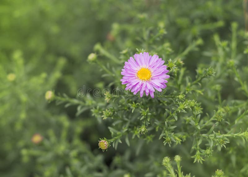 Autumn Saffron, Also Known by the Popular Names Wild Saffron, Winter