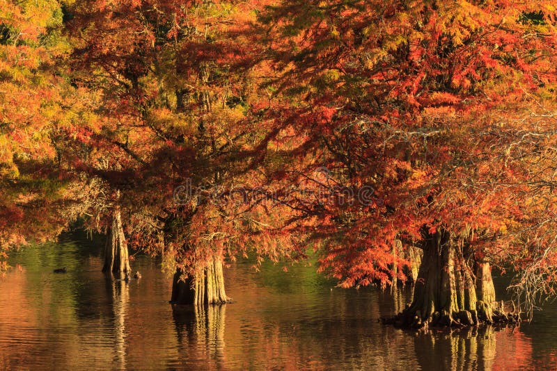 Autumn scene: bald cypresses with fall foliage royalty free stock images Autumn scene: bald cypresses with fall foliage royalty free stock images