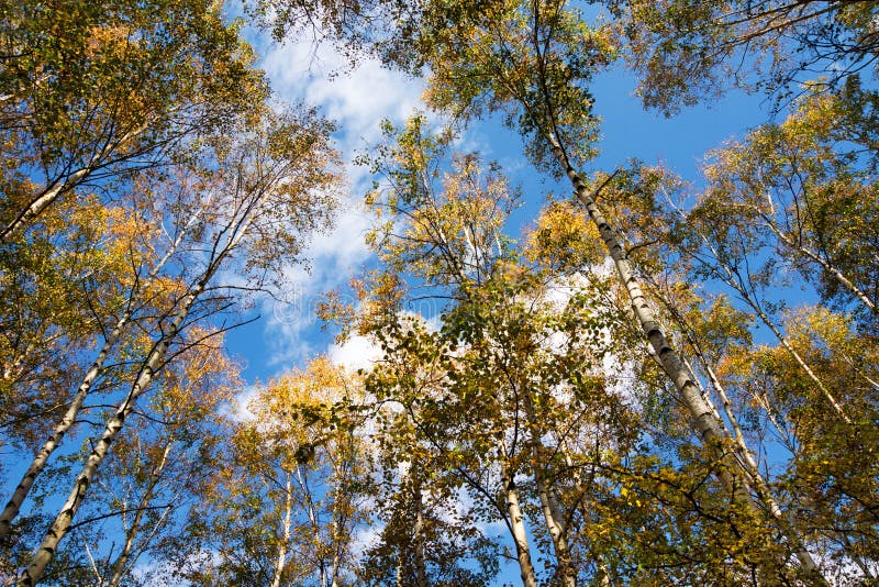 Autumn royalty free stock image