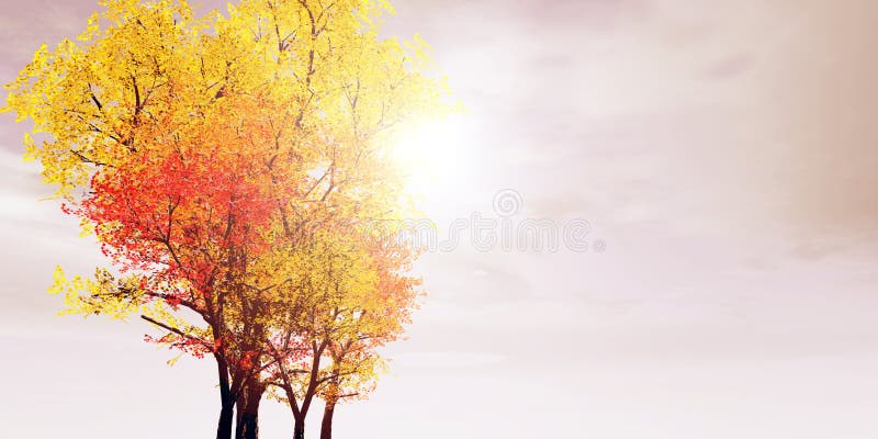 Beautiful scenery with colorful autumn trees. Beautiful scenery with colorful autumn trees
