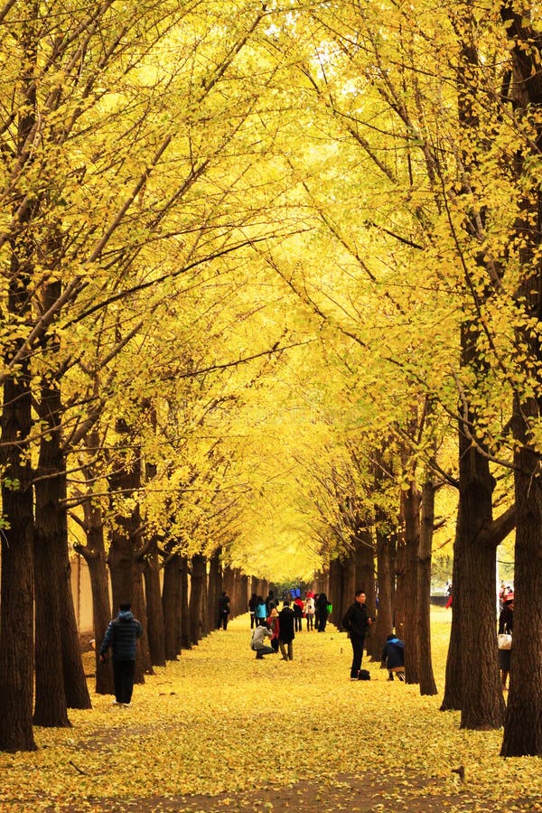 Autumn scenery in Beijing