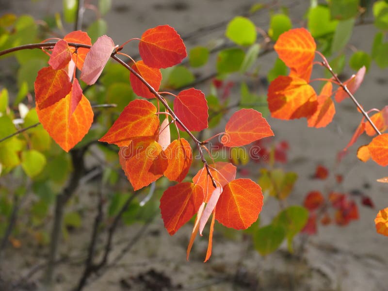 Branches With Yellow Leaves On A Background Of Glade In Drops Of Dew