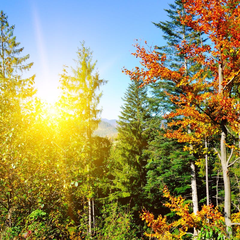 Autumn Scenery In A Forest With The Sun Casting Beautiful Rays Of