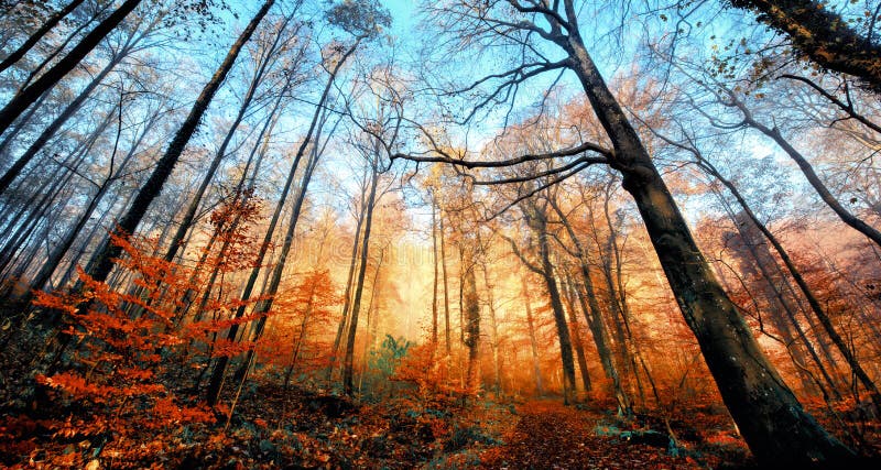 Autumn Scenery with a Canopy of Tall Trees Stock Photo - Image of ...