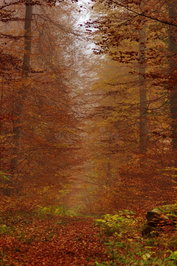 Autumn scenery with rusty golden leaves and morning fog