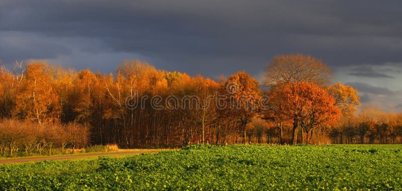 Autumn scenery of some nice colored trees with gr