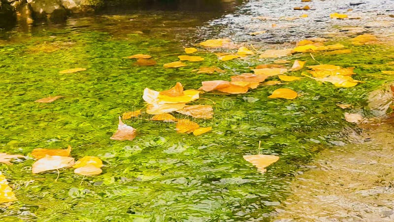 Autumn scenery with tree leaves floating on a pond.