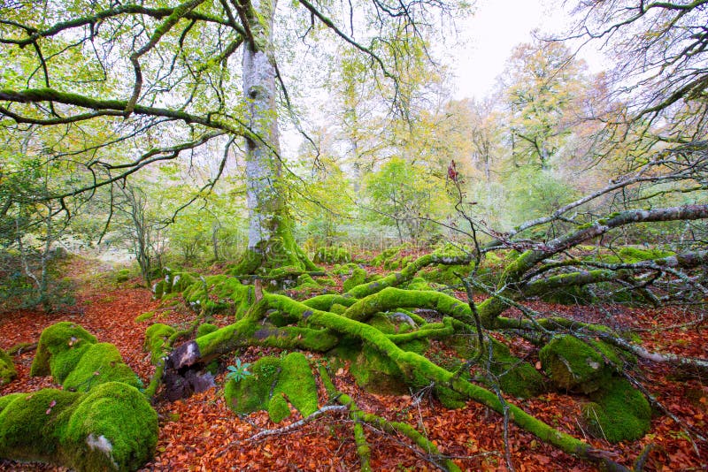 Autumn Selva De Irati Beech Jungle in Navarra Pyrenees Spain Stock ...