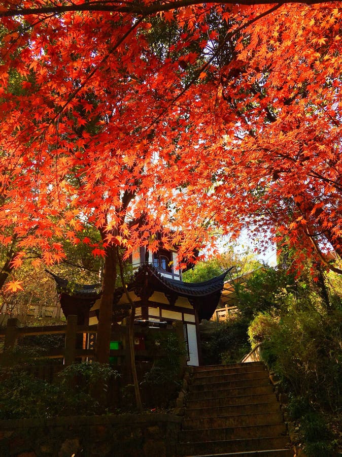 Autumn in Shanghai stock image. Image of autumn, shanghai - 122425169