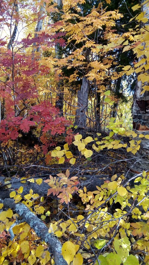 Siberian Taiga In Autumn Stock Photo Image Of Landscape 12848548