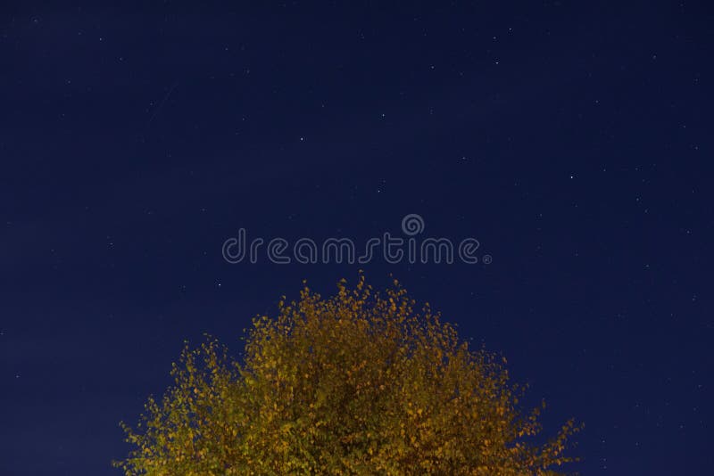 Autumn Silver Birch Tree with Night Sky and Stars Stock Image Image