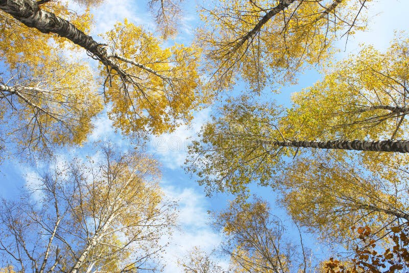 halloween autumn sky halloween autumn sky