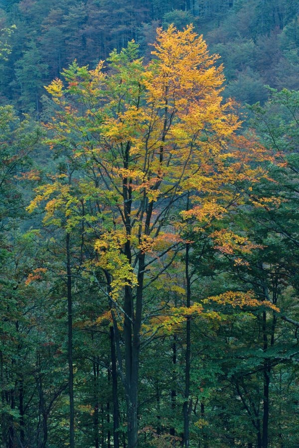 Autumn in Slovak Mountains