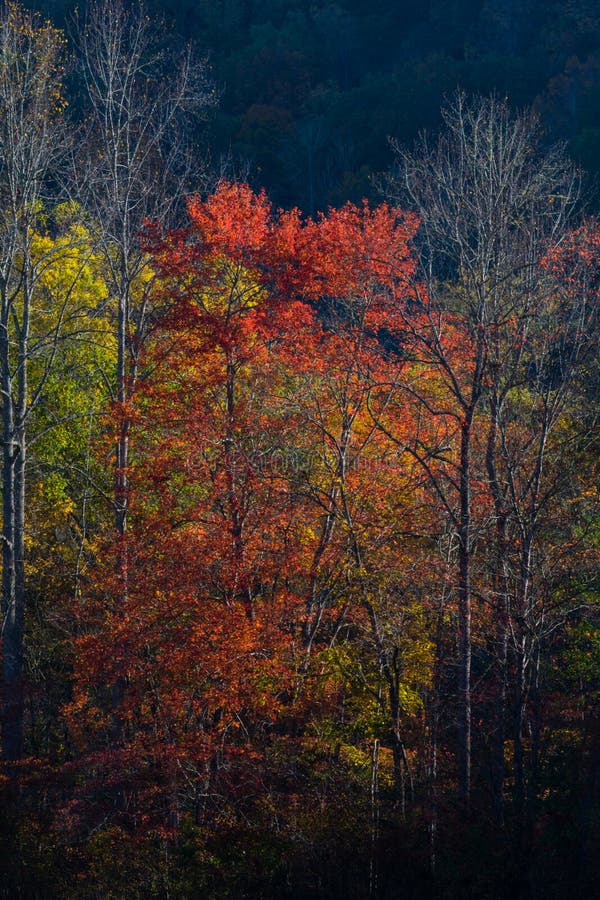 Autumn in the Great Smoky Mountains. Colorful Autumn Foliage in the Great Smoky Mountains National Park stock image Autumn in the Great Smoky Mountains. Colorful Autumn Foliage in the Great Smoky Mountains National Park stock image
