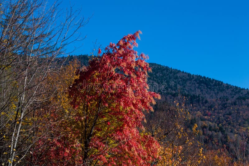 Autumn in the Great Smoky Mountains. Colorful Autumn Foliage in the Great Smoky Mountains National Park royalty free stock photos Autumn in the Great Smoky Mountains. Colorful Autumn Foliage in the Great Smoky Mountains National Park royalty free stock photos