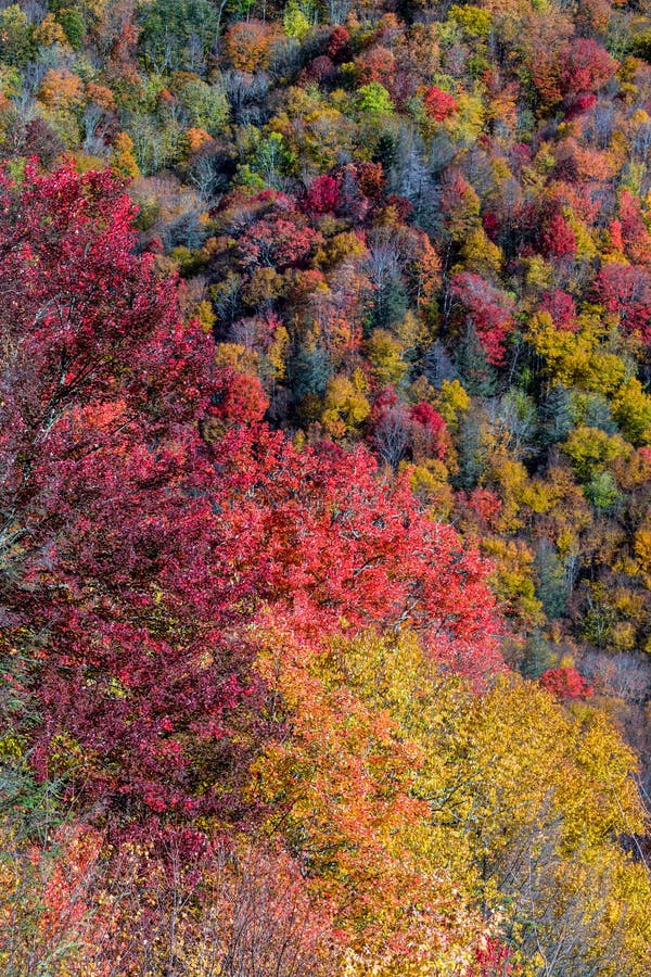 Autumn Scenic in the Smokies. Autumn Scenic in the Great Smoky Mountains National Park from Newfound Gap Road, USA stock photography Autumn Scenic in the Smokies. Autumn Scenic in the Great Smoky Mountains National Park from Newfound Gap Road, USA stock photography