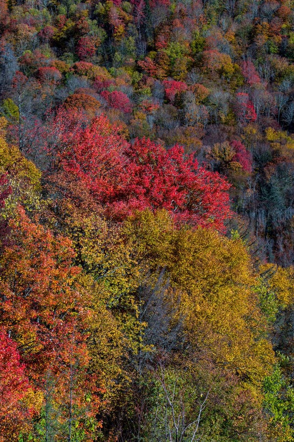 Autumn Scenic in the Smokies. Autumn Scenic in the Great Smoky Mountains National Park from Newfound Gap Road, USA stock images Autumn Scenic in the Smokies. Autumn Scenic in the Great Smoky Mountains National Park from Newfound Gap Road, USA stock images