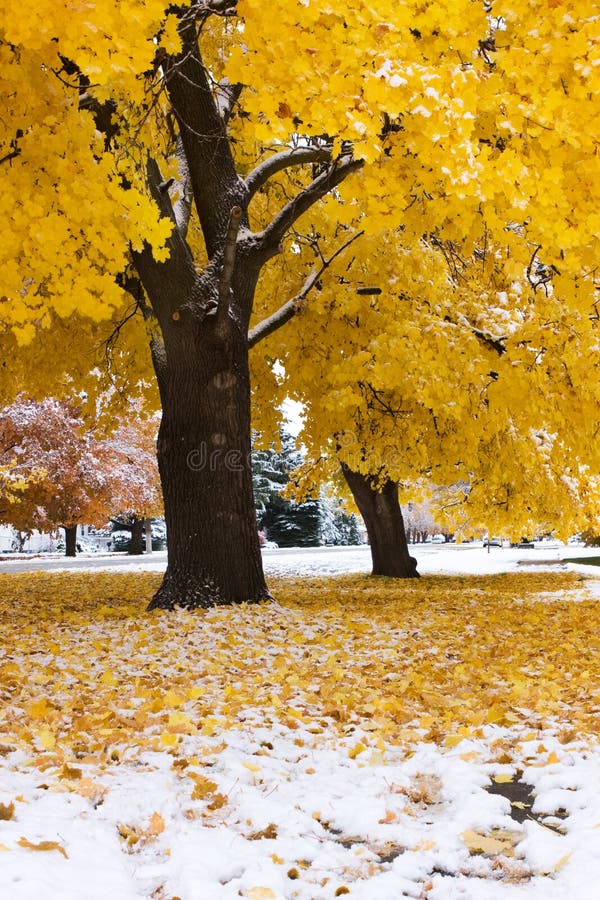 Autumn Snow