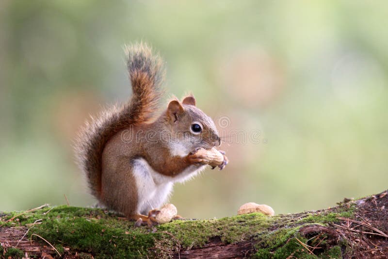 Autumn Squirrel con un dado Autumn Squirrel con un dado