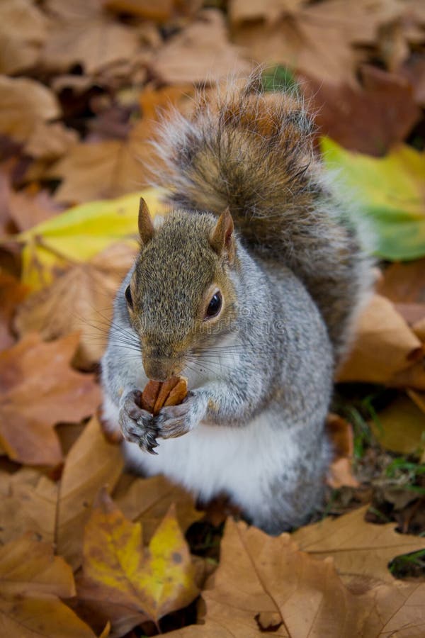Autumn Squirrel Eating stock image. Image of food, nature 22732711