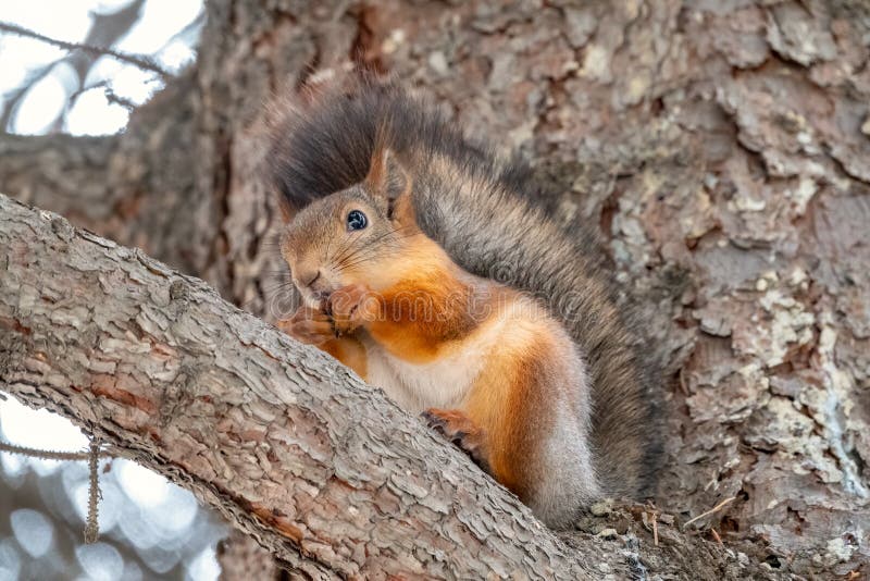 Autumn squirrel with nut sits on a branch royalty free stock photo Autumn squirrel with nut sits on a branch royalty free stock photo
