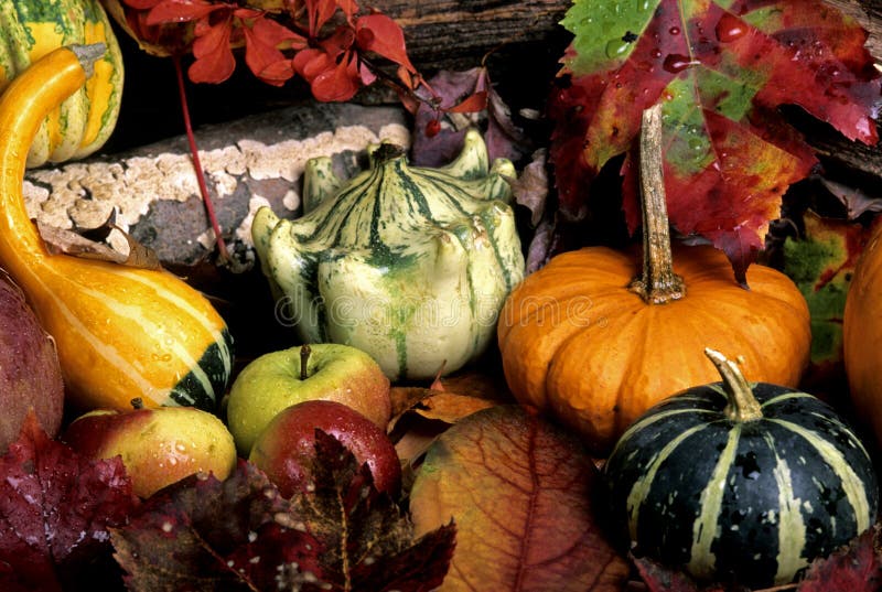 Autunno natura morta da zucca, zucche un foglie.