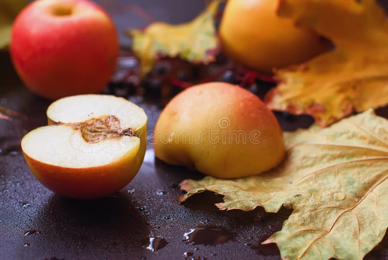 Autumn still life. apples and leaves in the rain stock photography Autumn still life. apples and leaves in the rain stock photography