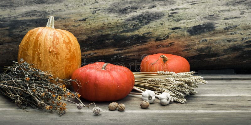 Autumn still life concept with space for text or congratulations. ripe pumpkins and bunches of dried wheat and herbs on a royalty free stock photos Autumn still life concept with space for text or congratulations. ripe pumpkins and bunches of dried wheat and herbs on a royalty free stock photos