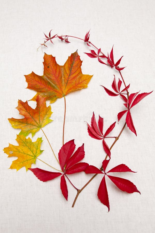 Autumn still life with three maple leaves and a twig of wild vine leaves