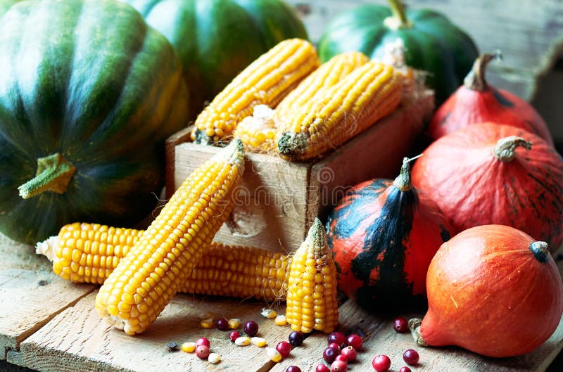 Autumn still life from variety of pumpkins, corn, grain and cranberry berries royalty free stock photo Autumn still life from variety of pumpkins, corn, grain and cranberry berries royalty free stock photo