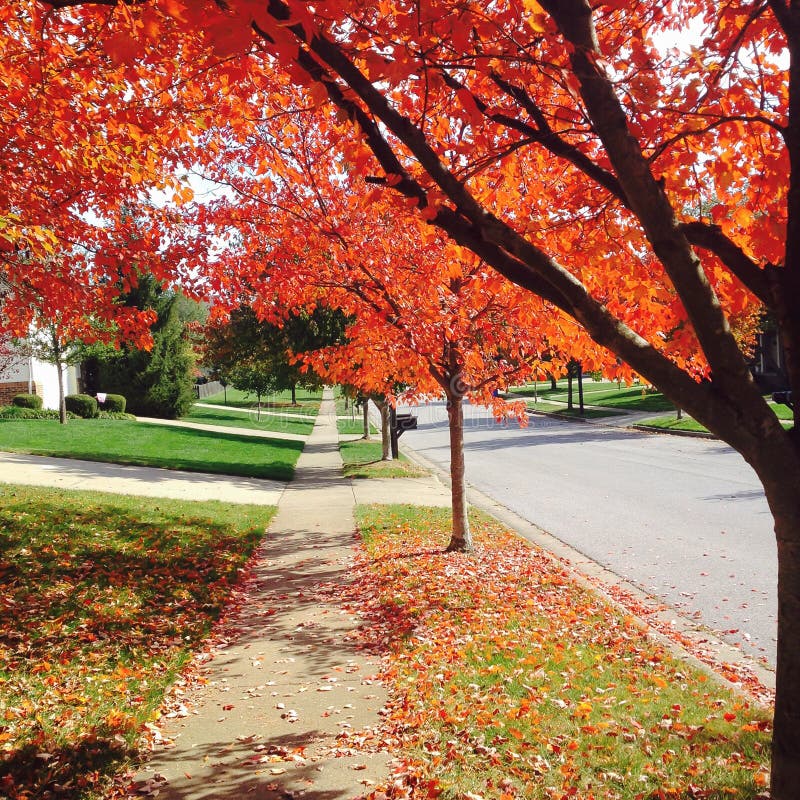 Autumn street