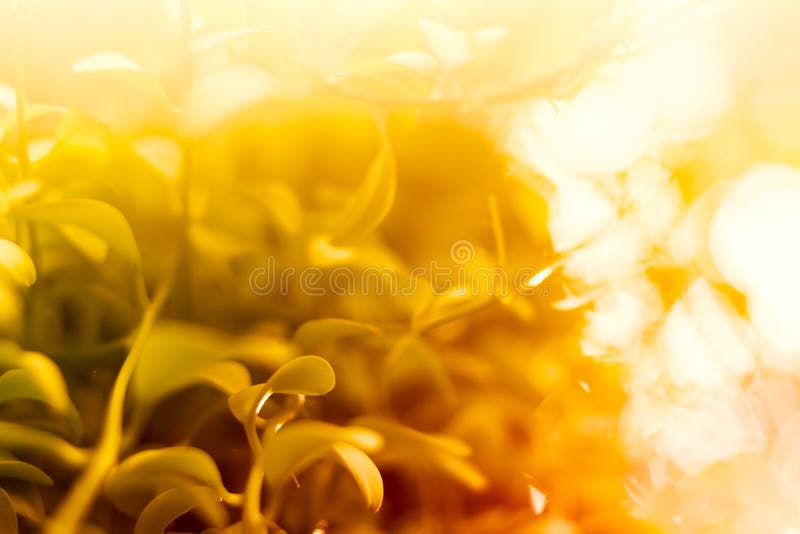 Autumn or summer background with foliage royalty free stock photography Autumn or summer background with foliage royalty free stock photography