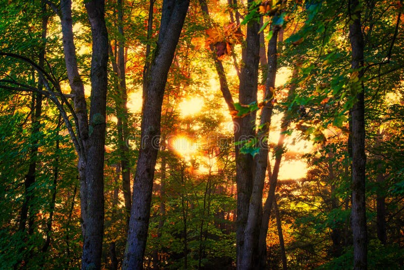 Autumn Sunrise Glow em uma floresta fotos de stock royalty free Autumn Sunrise Glow em uma floresta fotos de stock royalty free