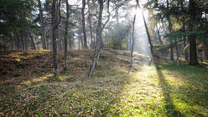 Autumn sunset in a Misty Forest. royalty free stock photography Autumn sunset in a Misty Forest. royalty free stock photography