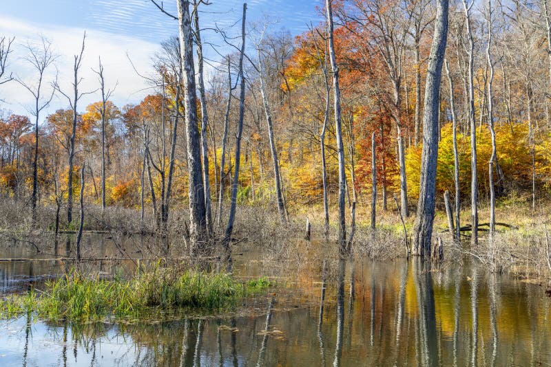 Autumn Swamp avec le feuillage d'automne photo stock Autumn Swamp avec le feuillage d'automne photo stock