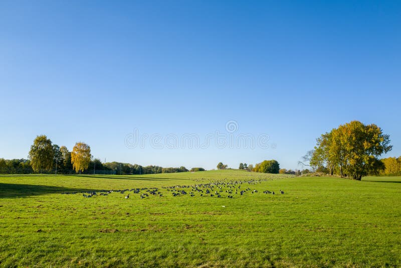 Barnacle geese rest on the meadows at Himmelstalund in Norrkoping, Sweden on their migration south. Barnacle geese rest on the meadows at Himmelstalund in Norrkoping, Sweden on their migration south