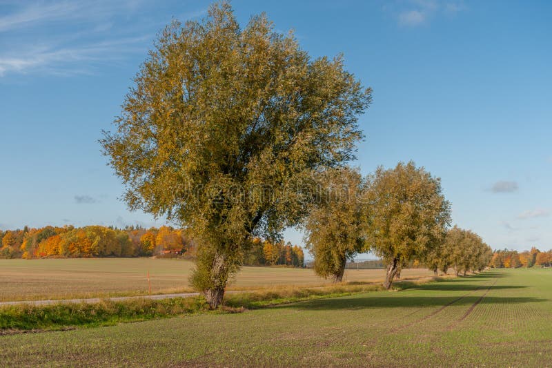 Autumn in the countryside of Vikbolandet in Ostergotland, Sweden. Autumn in the countryside of Vikbolandet in Ostergotland, Sweden