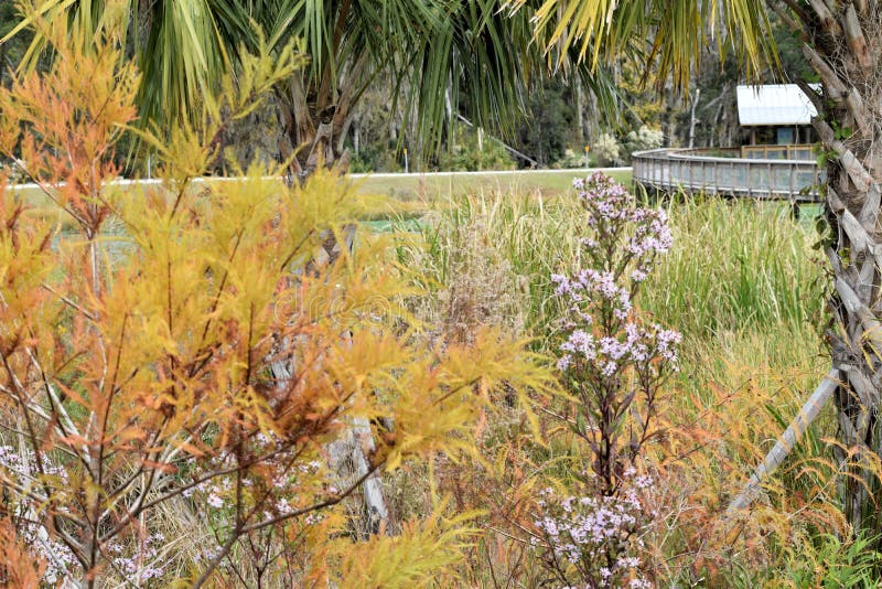 Autumn Sweetwater Wetlands Park Gainesville Florida fotografia stock libera da diritti Autumn Sweetwater Wetlands Park Gainesville Florida fotografia stock libera da diritti
