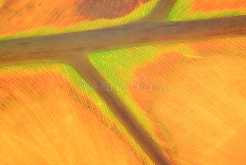 Autumn Texture and Colors - Leaf of Life