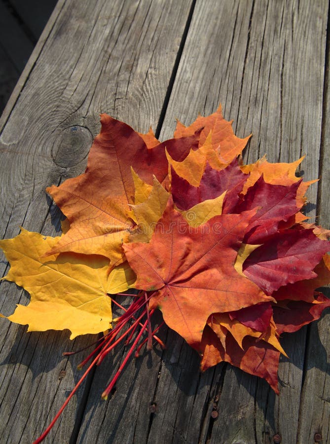 Autumn theme stock photo Autumn theme stock photo