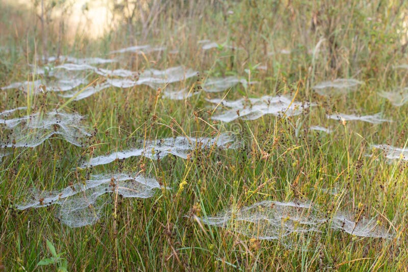 In autumn there are many white delicate cobwebs on a dewy meadow. The sun is rising in the background