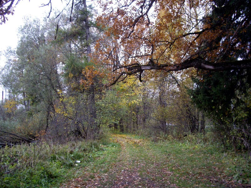 Otono sobre el Bosque 