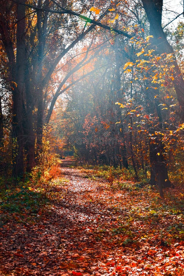 Autumn time stock image. Image of nature, couple, amazingly - 137275721